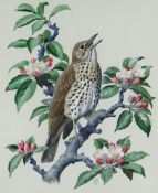 CHARLES FREDERICK TUNNICLIFFE OBE RA watercolour - study of a chirping song-thrush on a flowering