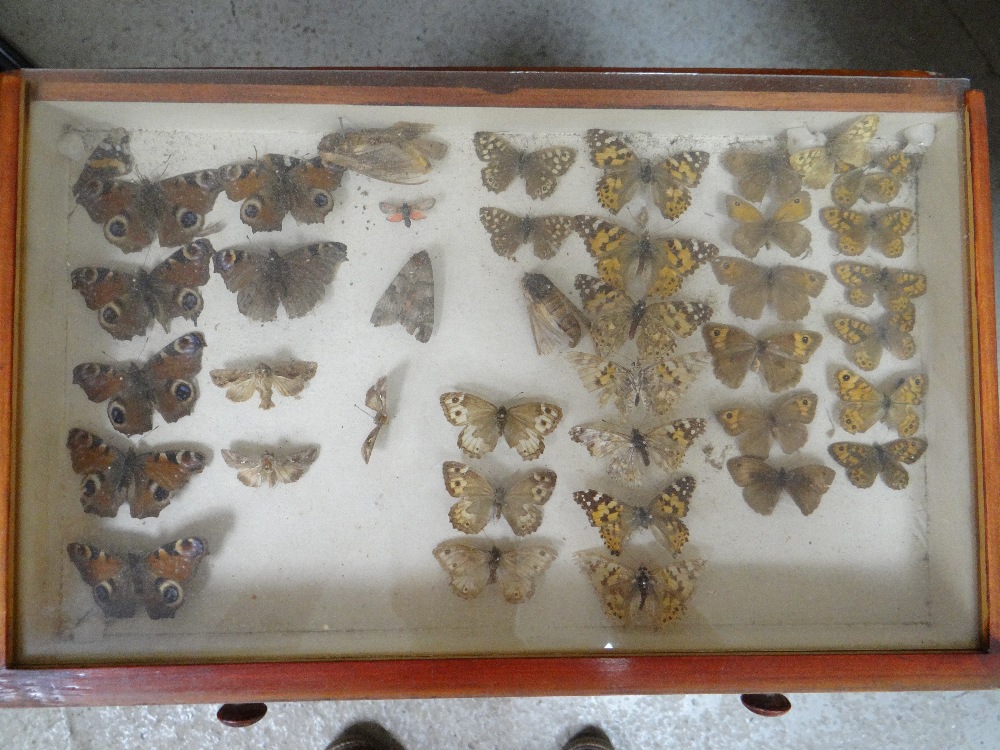 EIGHT DRAWER COLLECTORS CABINET OF VICTORIAN BUTTERFLIES, glazed drawers Condition: mostly poor, - Image 8 of 10