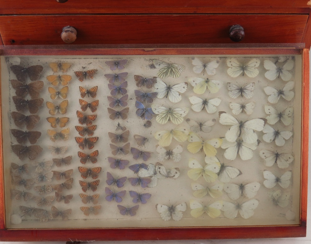 EIGHT DRAWER COLLECTORS CABINET OF VICTORIAN BUTTERFLIES, glazed drawers Condition: mostly poor, - Image 2 of 10