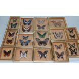 COLLECTION OF FOURTEEN MODERN TROPICAL MOTH & BUTTERFLY CASES, each containing one or two specimens,