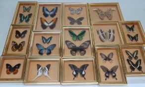 COLLECTION OF FOURTEEN MODERN TROPICAL MOTH & BUTTERFLY CASES, each containing one or two specimens,