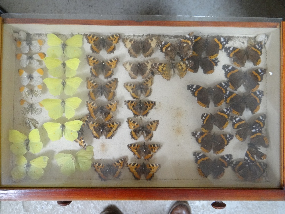 EIGHT DRAWER COLLECTORS CABINET OF VICTORIAN BUTTERFLIES, glazed drawers Condition: mostly poor, - Image 5 of 10
