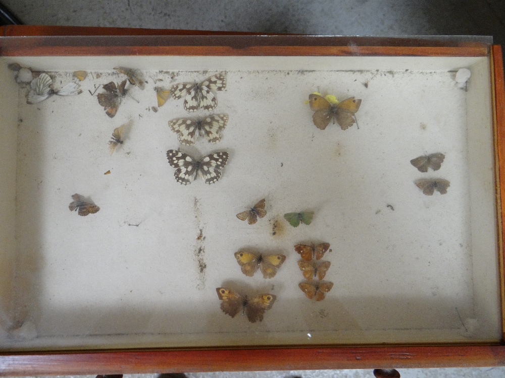 EIGHT DRAWER COLLECTORS CABINET OF VICTORIAN BUTTERFLIES, glazed drawers Condition: mostly poor, - Image 7 of 10