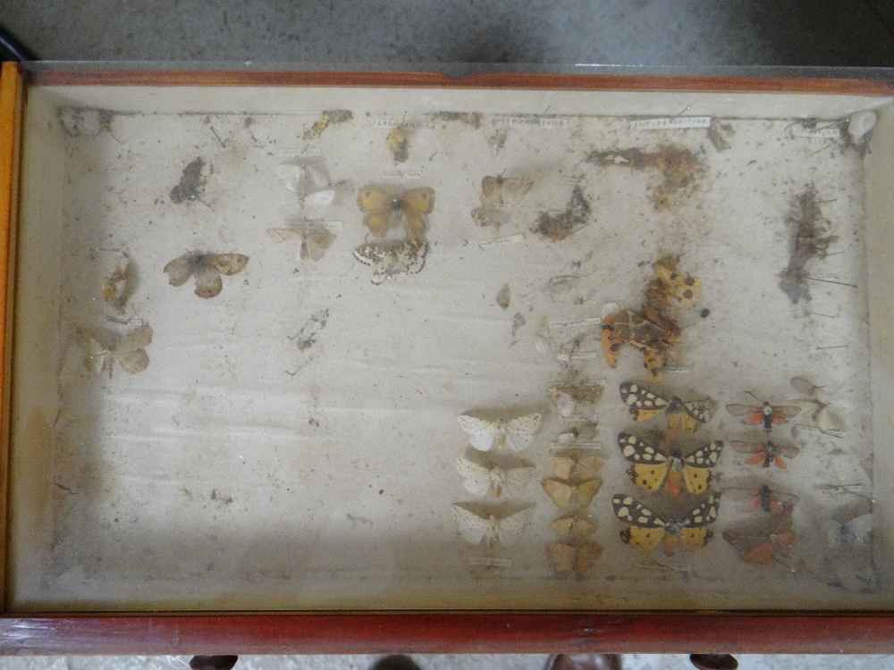 EIGHT DRAWER COLLECTORS CABINET OF VICTORIAN BUTTERFLIES, glazed drawers Condition: mostly poor, - Image 3 of 10