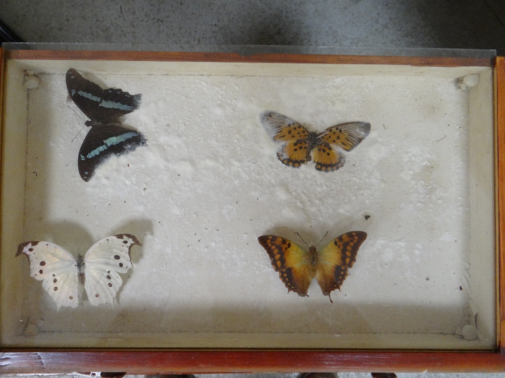 EIGHT DRAWER COLLECTORS CABINET OF VICTORIAN BUTTERFLIES, glazed drawers Condition: mostly poor, - Image 10 of 10