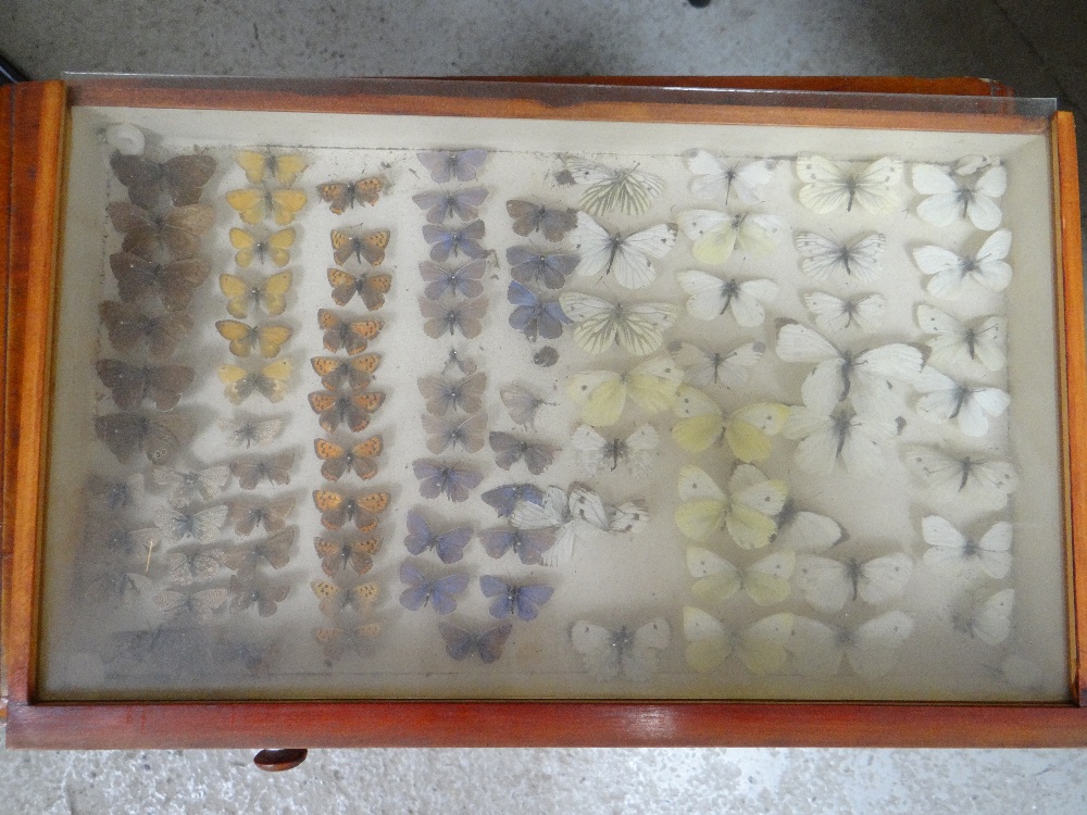 EIGHT DRAWER COLLECTORS CABINET OF VICTORIAN BUTTERFLIES, glazed drawers Condition: mostly poor, - Image 9 of 10