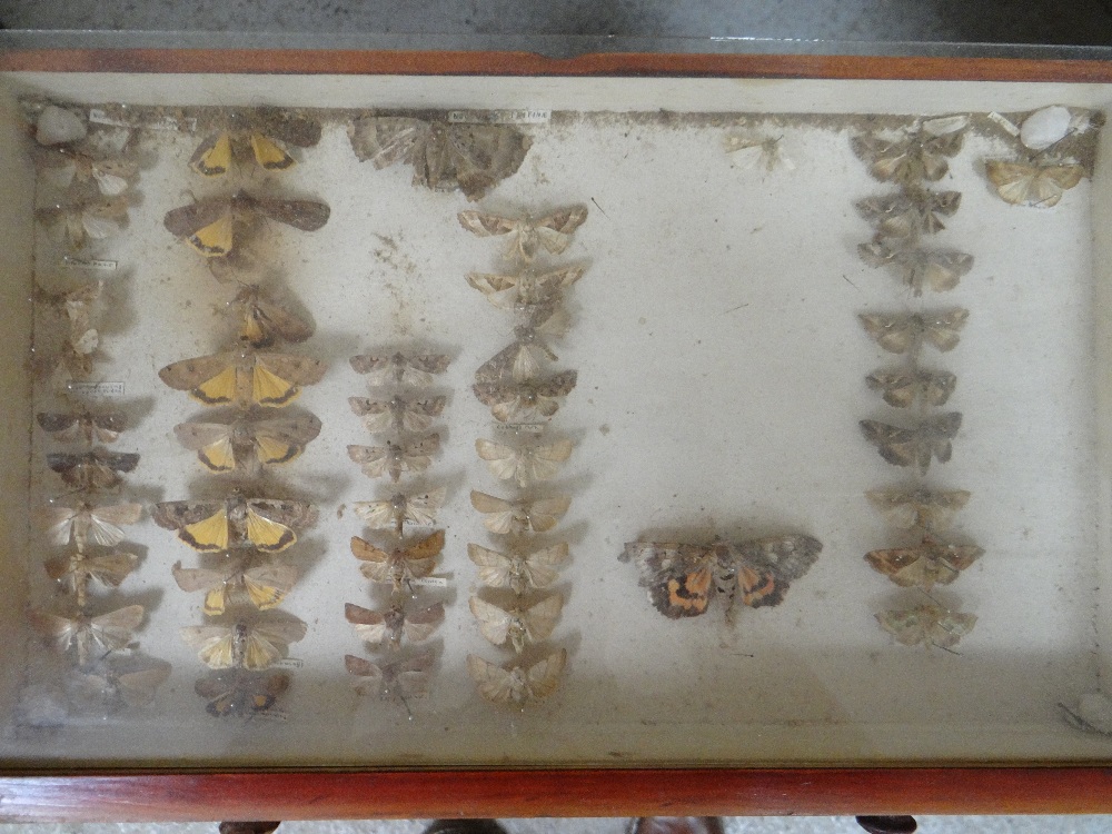 EIGHT DRAWER COLLECTORS CABINET OF VICTORIAN BUTTERFLIES, glazed drawers Condition: mostly poor, - Image 4 of 10