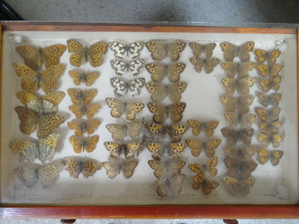 EIGHT DRAWER COLLECTORS CABINET OF VICTORIAN BUTTERFLIES, glazed drawers Condition: mostly poor, - Image 6 of 10