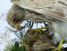 TAXIDERMY STUDY OF A KESTREL & IT'S PREY - naturalistically mounted on a rocky base under a glass