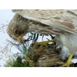 TAXIDERMY STUDY OF A KESTREL & IT'S PREY - naturalistically mounted on a rocky base under a glass