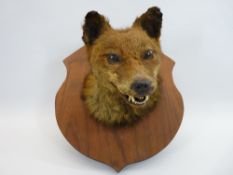 TAXIDERMY - fox's head on a wooden shield
