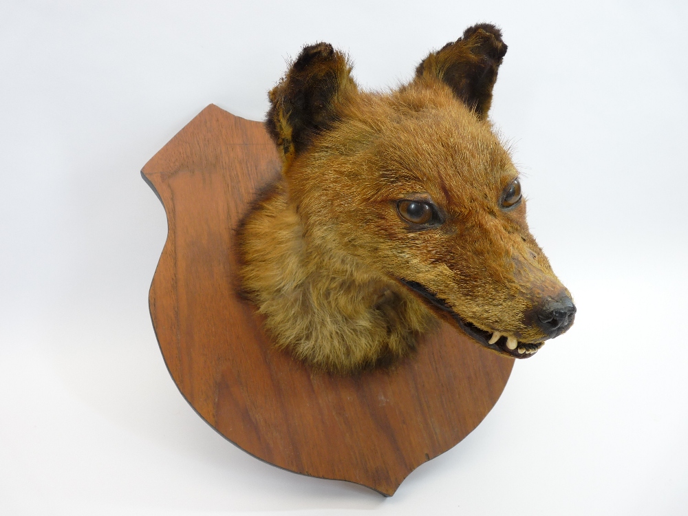 TAXIDERMY - fox's head on a wooden shield - Image 2 of 3