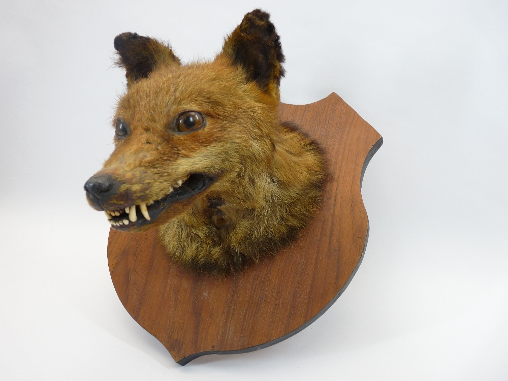 TAXIDERMY - fox's head on a wooden shield - Image 3 of 3