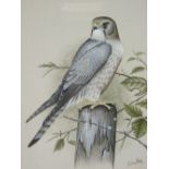 ERIC PEAKE fine watercolour study of a male merlin perched on a fence post, signed, 30 x 23cms