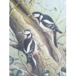 RALPH WATERHOUSE coloured limited edition print (478/750) - two woodpeckers on the trunk of a