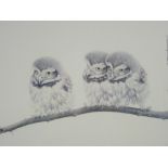 BRYAN REED coloured limited edition print (64/500) - of three Little owl chicks on the branch of a