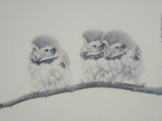 BRYAN REED coloured limited edition print (64/500) - of three Little owl chicks on the branch of a