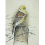 ERIC PEAKE fine watercolour study - of a yellow hammer on a fence post, signed, 23 x 19cms
