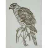 CHARLES FREDERICK TUNNICLIFFE limited edition print (11/90) - a perched hunting hawk, 30 x 22cms