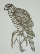 CHARLES FREDERICK TUNNICLIFFE limited edition print (11/90) - a perched hunting hawk, 30 x 22cms