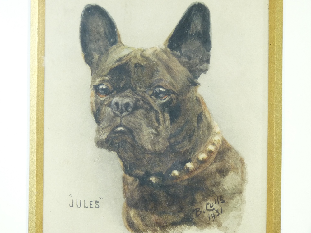 B COLLS watercolour of a French Bulldog titled 'Jules', dated 1931, 16 x 13cms and an unsigned - Image 2 of 3