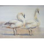 ERIC H DAY watercolour on card - study of two swans on sands, signed, 33 x 48cms