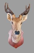 TAXIDERMY - roe deer's head on a shield shaped wooden plinth, 86cms H (in total), 46cms W, 53cms D