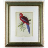 COLOUR PRINT 'PENNANT'S PARAKEET', 26 x 18cms, framed and glazed