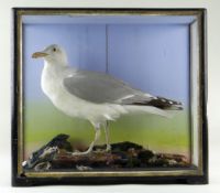 A TAXIDERMY STANDING JUVENILE EUROPEAN HERRING GULL (LARUS ARGENTATUS) believed by James Hutchings