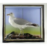 A TAXIDERMY STANDING JUVENILE EUROPEAN HERRING GULL (LARUS ARGENTATUS) believed by James Hutchings