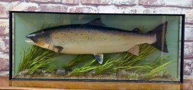 LATE 20TH CENTURY TAXIDERMY SALMON, mounted in glazed case with river bed setting, gilt lettering "