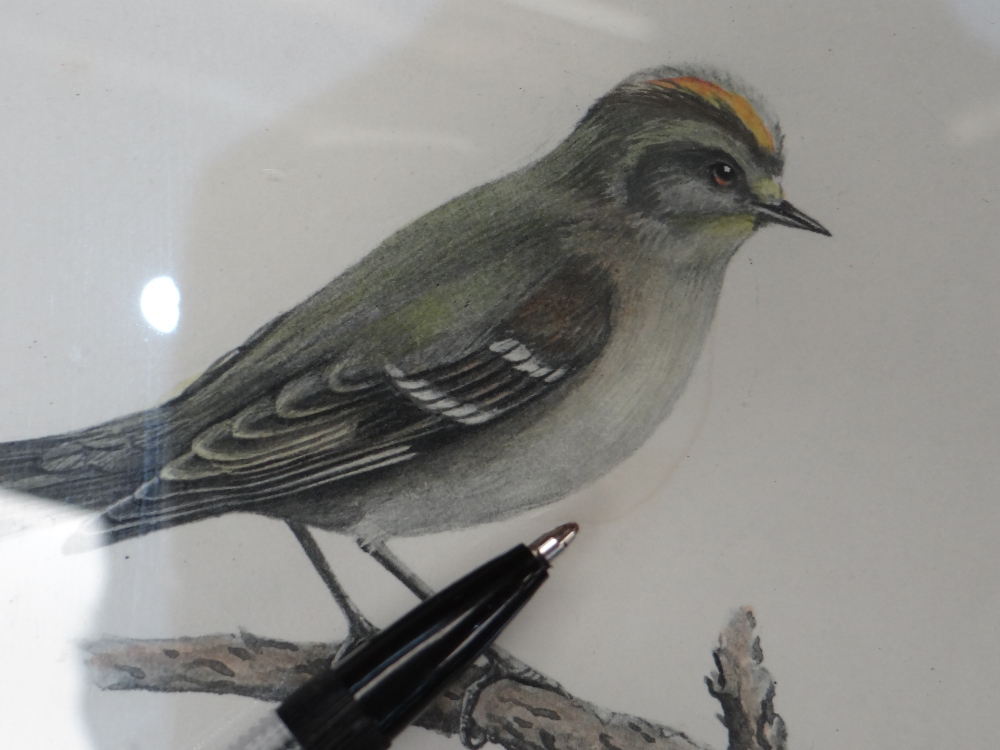 LILIAN M MEDLAND (1880-1955) watercolour - Yellowcrest, and a companion, signed 13.5 x 11cms (2) - Image 7 of 14