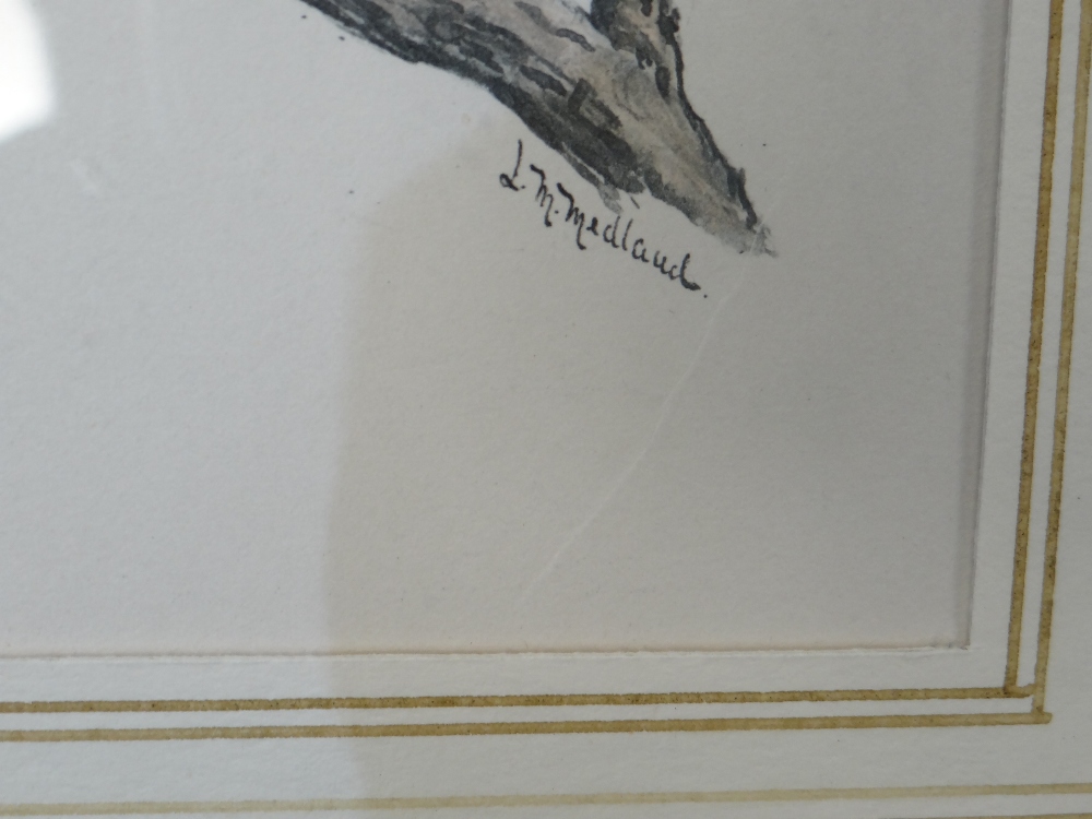 LILIAN M MEDLAND (1880-1955) watercolour - Yellowcrest, and a companion, signed 13.5 x 11cms (2) - Image 8 of 14