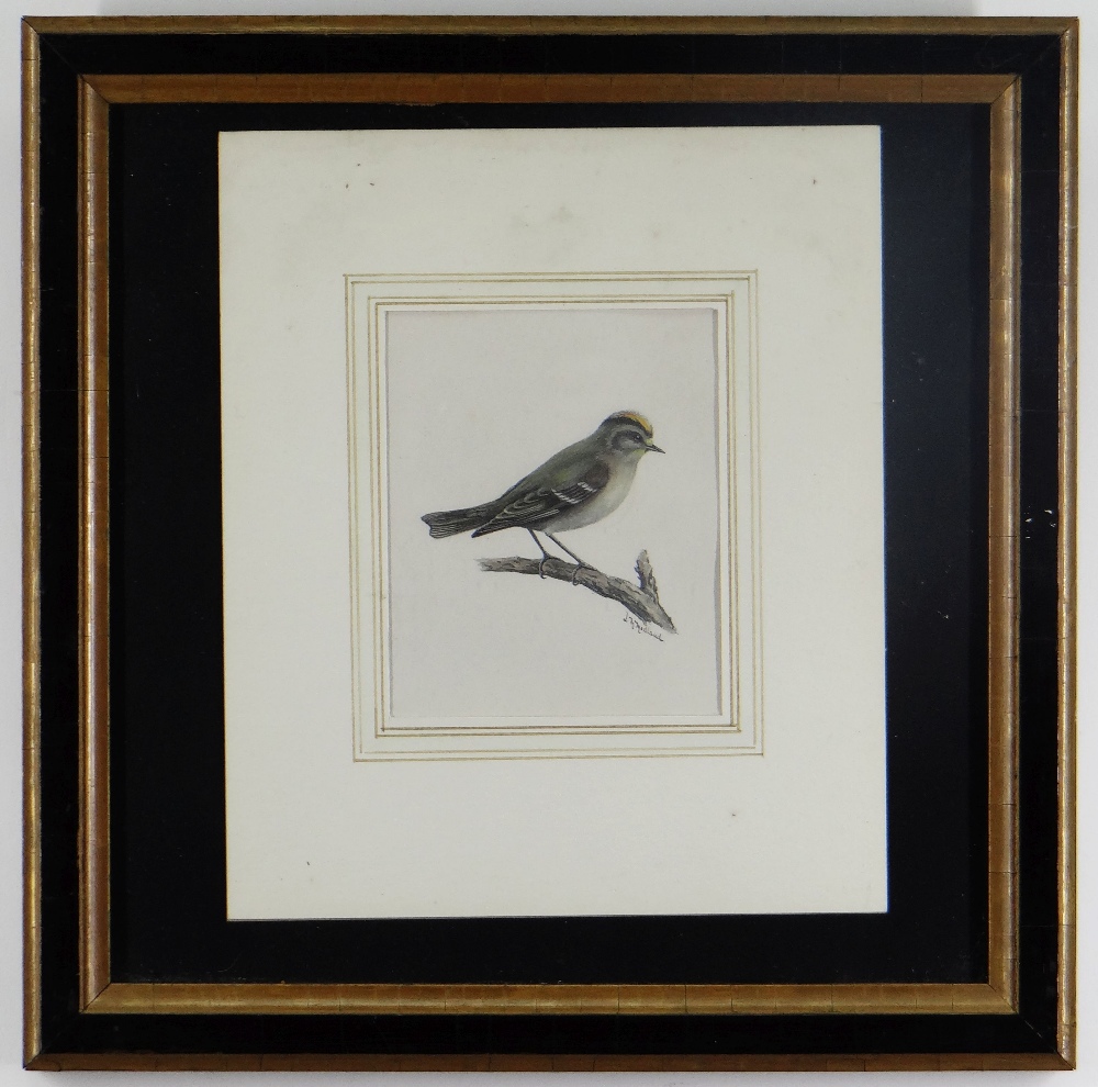 LILIAN M MEDLAND (1880-1955) watercolour - Yellowcrest, and a companion, signed 13.5 x 11cms (2) - Image 2 of 14
