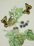 D RANDALL fine watercolour - still life of two butterflies on blackberry fruit and blossom,