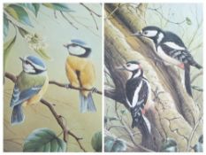 RALPH WATERHOUSE coloured limited edition print (537/750) - of two blue tits on a blossom branch,