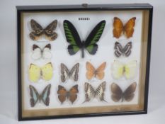 BUTTERFLIES WITHIN A FRAME (13) with title 'Brunei', 28 x 34cms