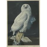 B L DRISCOLL ARCA print - snowy owl for Pelham Editions, signed in pencil and dated '73, 63 x 44cms