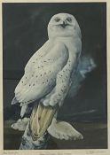 B L DRISCOLL ARCA print - snowy owl for Pelham Editions, signed in pencil and dated '73, 63 x 44cms