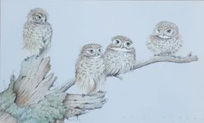 MICHAEL J CLARKE watercolour - entitled 'Little Owls', 36 x 52cms, glazed and framed in light oak