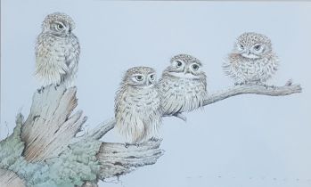 MICHAEL J CLARKE watercolour - entitled 'Little Owls', 36 x 52cms, glazed and framed in light oak