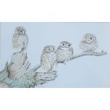 MICHAEL J CLARKE watercolour - entitled 'Little Owls', 36 x 52cms, glazed and framed in light oak