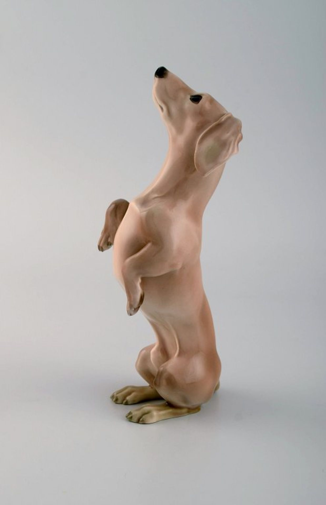 Bing & Grøndahl Porzellanfigur. Dackel macht Männchen. Modell 1603. 1920's. I.W. H. 19cm.