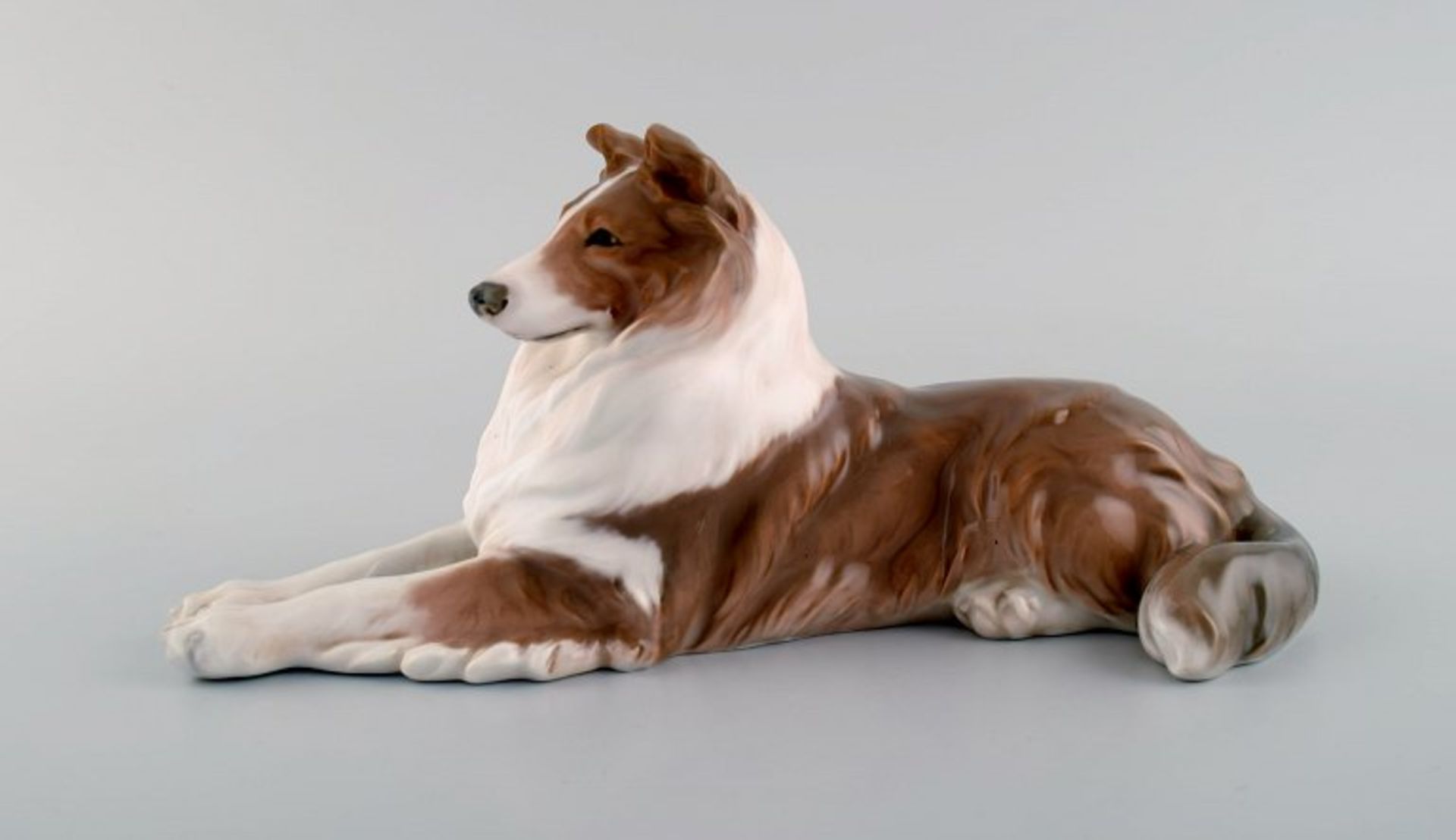 Royal Copenhagen porcelain figurine. Lying collie. Model number 1701. 1920's. I.W. Ca. 30cm.