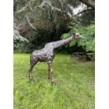 Modern bronze cast metal garden study of a giraffe.