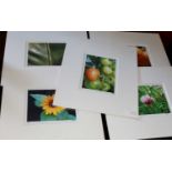 GROUP OF FIVE MODERN LIMITED EDITION PHOTOGRAPHS, FRUIT AND FLOWERS