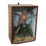 Taxidermy cased Kestrel by J A Cole of Norwich