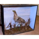 Taxidermy cased Bittern