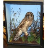 Taxidermy cased Short Eared Owl