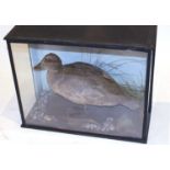 Taxidermy cased Elder Duck